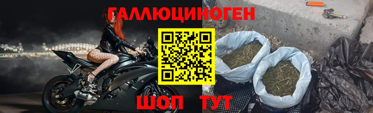Псилоцибиновые грибы Cubensis Каменка